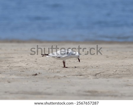 Similar – Image, Stock Photo Gulls at low tide in the mudflats