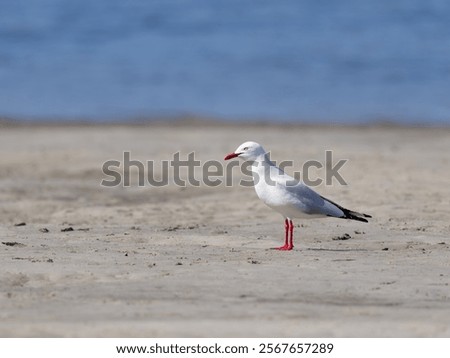 Similar – Image, Stock Photo Gulls at low tide in the mudflats