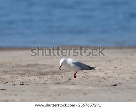 Similar – Image, Stock Photo Gulls at low tide in the mudflats