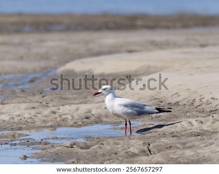 Similar – Image, Stock Photo Gulls at low tide in the mudflats