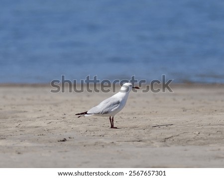 Similar – Image, Stock Photo Gulls at low tide in the mudflats