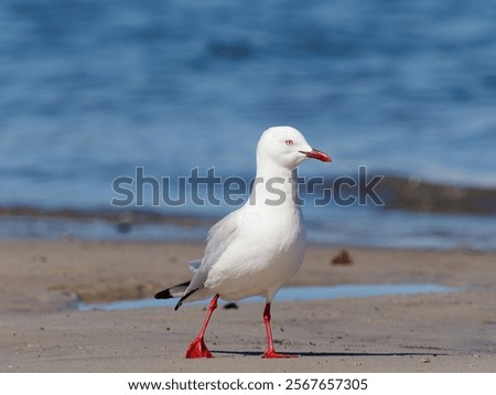 Similar – Image, Stock Photo Gulls at low tide in the mudflats