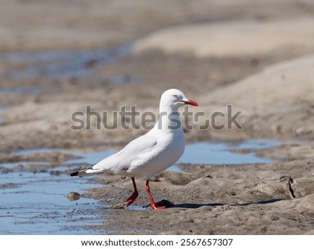 Similar – Image, Stock Photo Gulls at low tide in the mudflats