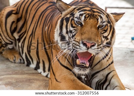 Big tiger lying on the ground. select focus at eye tiger.