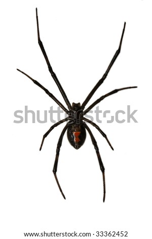 Isolated Female Black Widow over a white Background