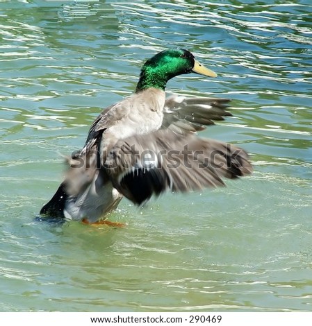Male mallard duck taking off from pond