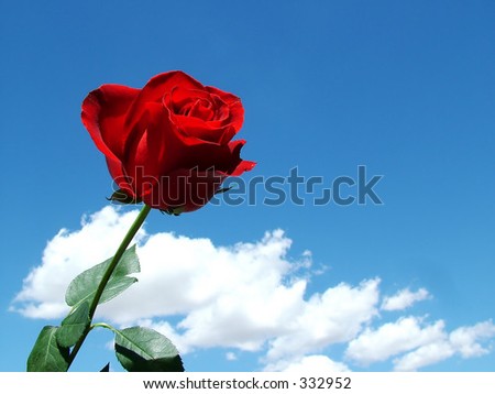 Deep Red Rose Against Deep Blue Sky