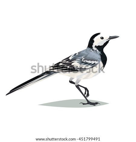 Realistic bird Wagtail isolated on a white background. Vector illustration of realistic bird Wagtail for your journal article or encyclopedia.