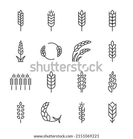 Wheat icons set. Wheat ear of various shapes, linear icon collection. Line with editable stroke