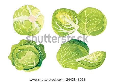 Cabbage whole and half set