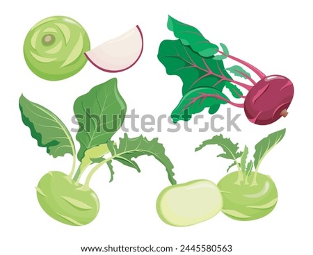 Kohlrabi green and kohlrabi purple set