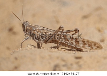 Similar – Image, Stock Photo Locust sitting on the wooden floor Macro