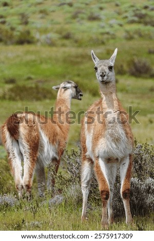 Image, Stock Photo another lama Llama Alpaca