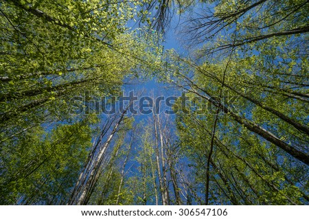 Foliage of trees viewed from below in a sunny day of spring on the shores of Brugneto lake, Liguria, Genoa, Italy