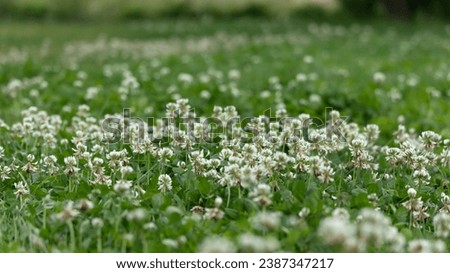 Similar – Foto Bild Kleefeld mit Wildblumen im Sommer