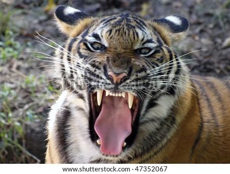 Tiger\'s Mighty Roar