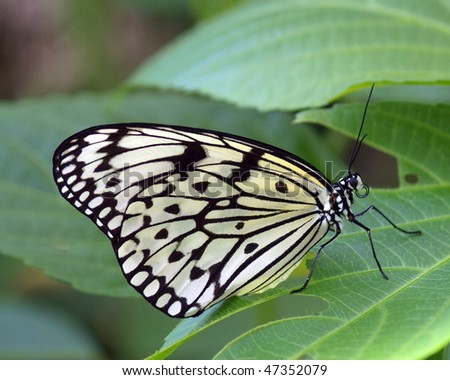 Paper Kite - Tree Nymph Butterfly Perched On A Leaf Stock Photo ...