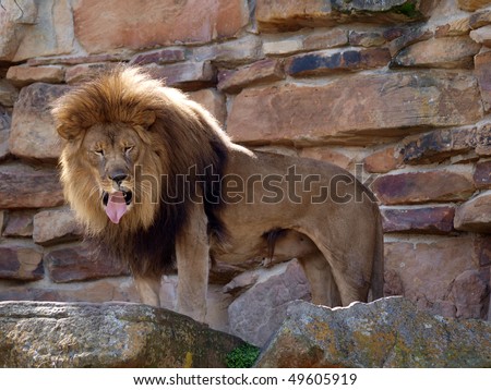 A Lion with what appears to be a bad taste in its mouth