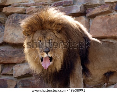 The Mighty Lion with what appears to be a bad taste in his mouth