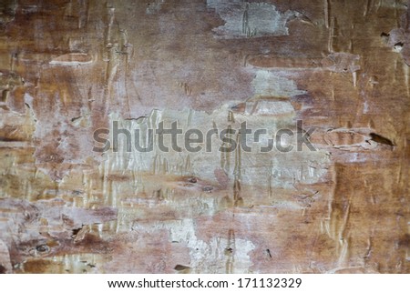 texture of birch tree, background