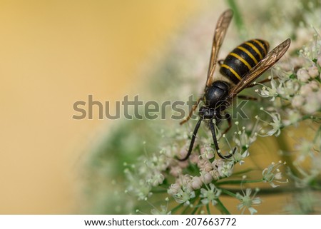 Detail of a wasp on flower