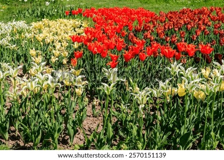 Similar – Image, Stock Photo Beautiful multicolored tulips in a vase on white background