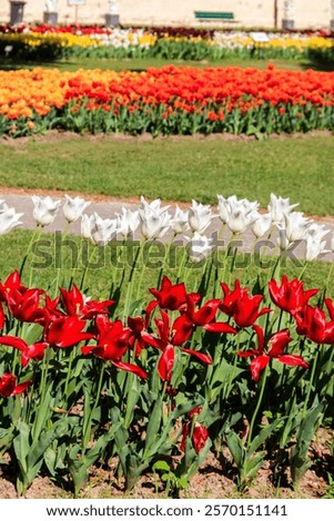 Similar – Image, Stock Photo Beautiful multicolored tulips in a vase on white background