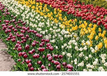 Similar – Image, Stock Photo Beautiful multicolored tulips in a vase on white background