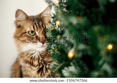 Similar – Image, Stock Photo Cat under the Christmas tree