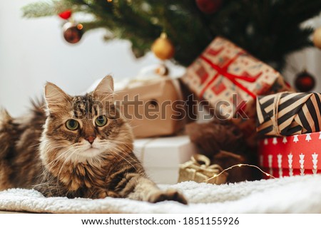 Similar – Image, Stock Photo Cat under the Christmas tree