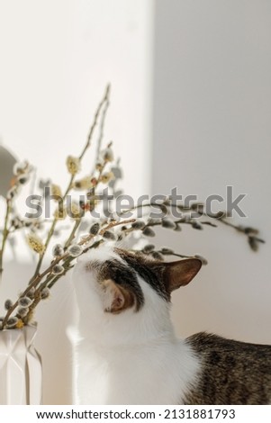 Similar – Foto Bild Kleiner Puschel Kätzchen Weide