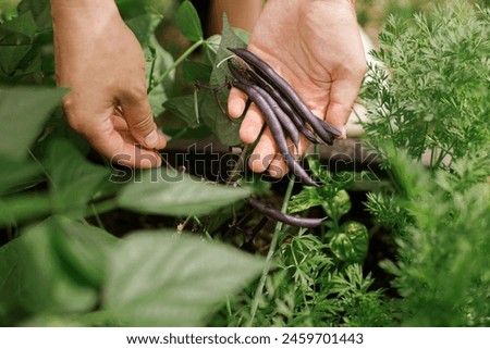 Similar – Image, Stock Photo Urban Gardening harvest fresh bio onions