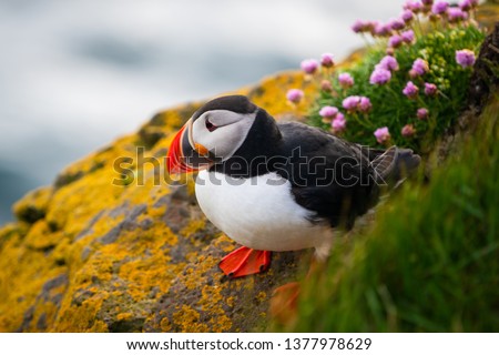 Atlantic puffin also know as common puffin is a species of seabird in the auk family. Iceland, Norway, Faroe Islands, Newfoundland and Labrador in Canada are known to be large colony of this puffin. Stock foto © 