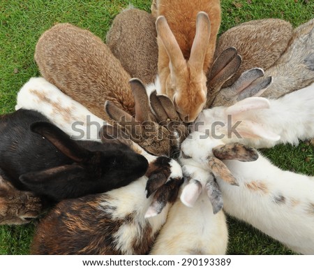 Rabbits feeding - Funny moment when rabbits are butting their head for food
