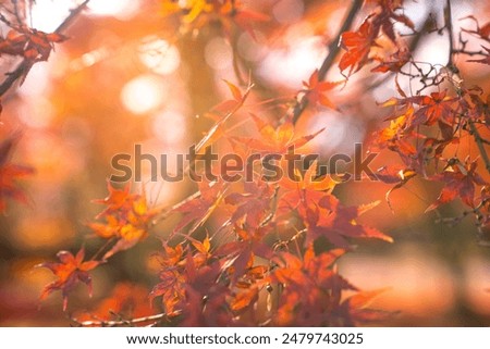 Similar – Foto Bild Novemberblick auf den Bodensee