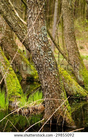Spring, the growing of reed on the swamp in the forest
