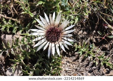 stemless carline thistle or silver thistle in alpine summer Photo stock © 