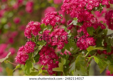 Similar – Image, Stock Photo Bush hawthorn with flowers and buds