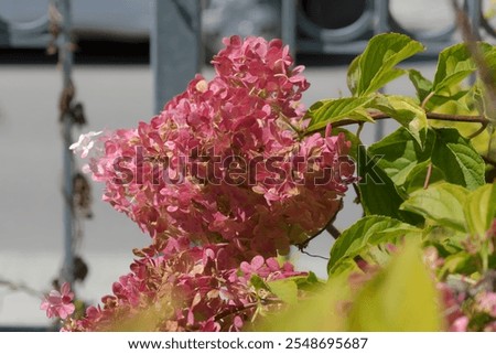 Similar – Foto Bild verblühte Hortensienblüten im Gegenlicht