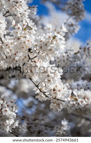 Similar – Image, Stock Photo A bumblebee sits on a flower that is standing in a colourful flower meadow