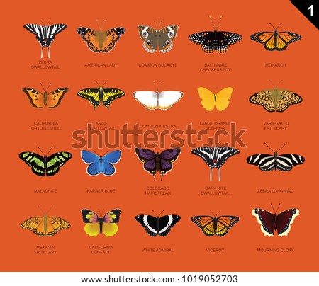 US Butterfly Species Name Set 1