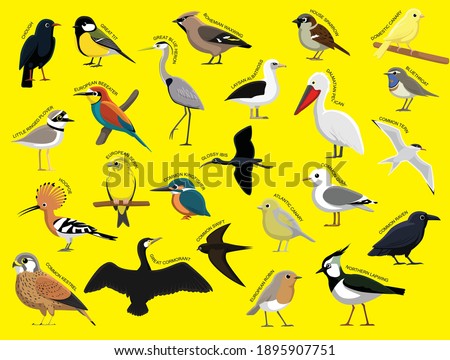 Similar – Image, Stock Photo Terns and pelicans birds