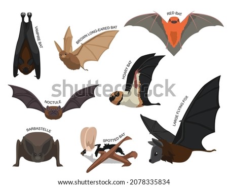 Cute Various Bats Cartoon Vector Illustration Set Identify