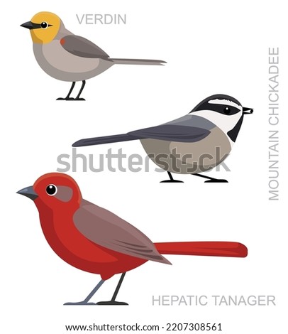 Cute Bird Verdin Tanager Chickadee Set Cartoon Vector