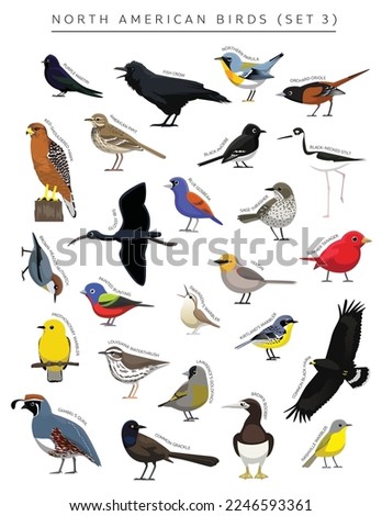 North American Birds Set Cartoon Vector Character 3