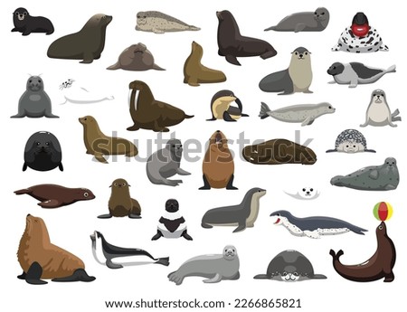 Animal Seal Sea Lion Walrus Characters Cartoon Vector