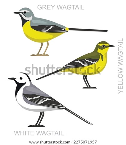 Cute Bird Wagtail Set Cartoon Vector