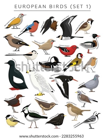 European Birds Set Cartoon Vector Character 1