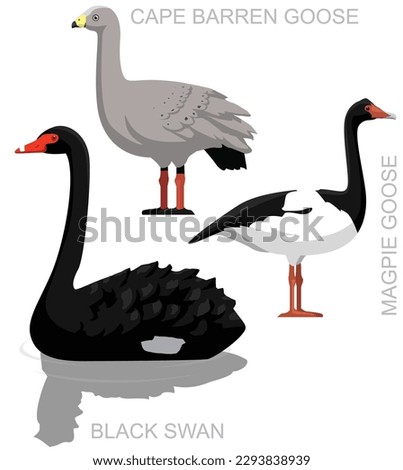 Cute Bird Black Swan Australian Goose Set Cartoon Vector