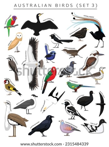 Australian Birds Set Cartoon Vector Character 3